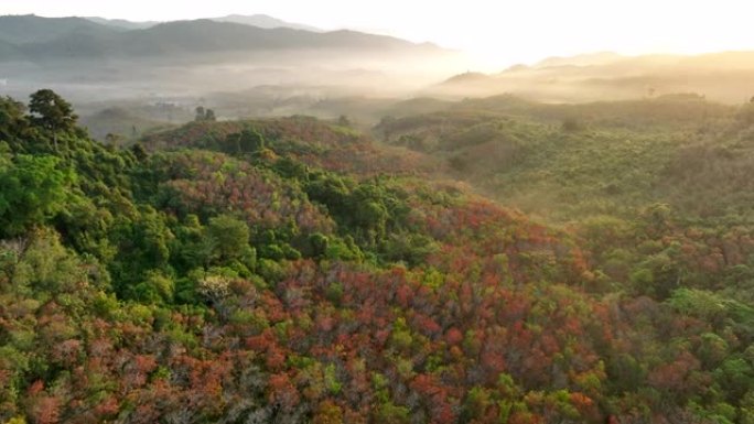 泰国南部秋天橡胶树变色为红叶的空中无人机日出场景