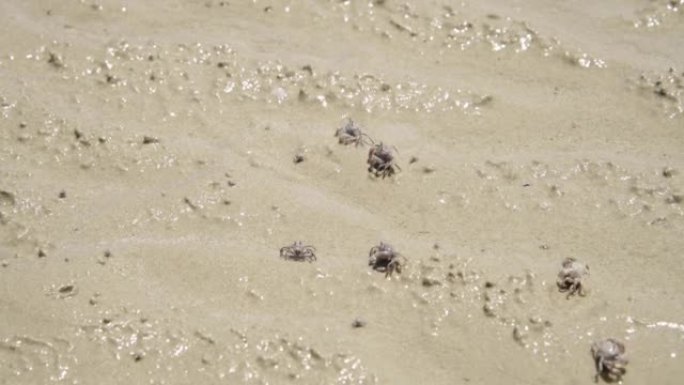 在泰国南部的热带海滩和海洋中，小螃蟹慢慢地在泥泞的沉积物中聚集。突然，他们中的许多人被人吓跑了，往下
