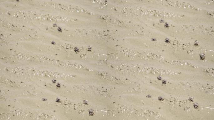 在泰国南部的热带海滩和海洋中，小螃蟹慢慢地在泥泞的沉积物中聚集。突然，他们中的许多人被人吓跑了，往下