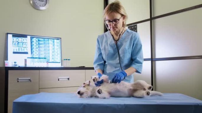 女兽医在听诊器的帮助下检查杰克罗素狗在诊所，医疗保健。