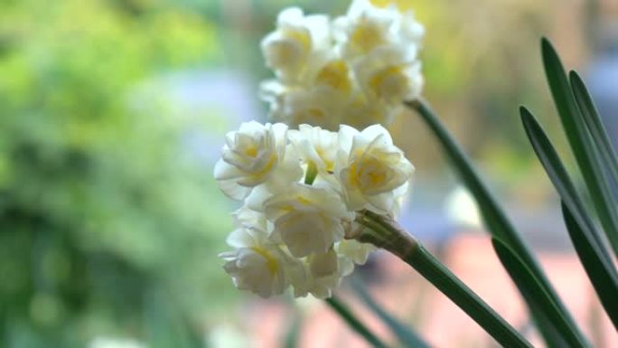 Erlicheer jonquil水仙花在自然花园环境中，平移特写手持。