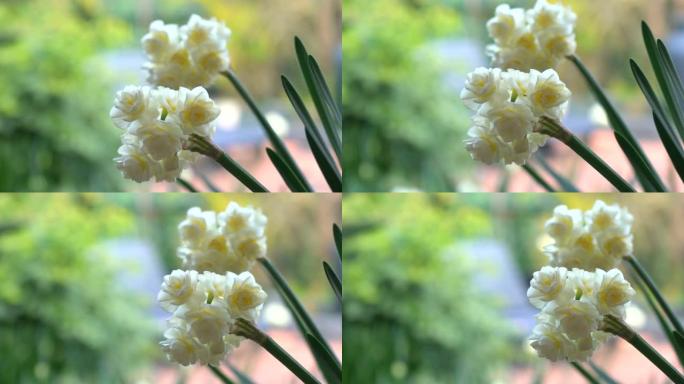 Erlicheer jonquil水仙花在自然花园环境中，平移特写手持。