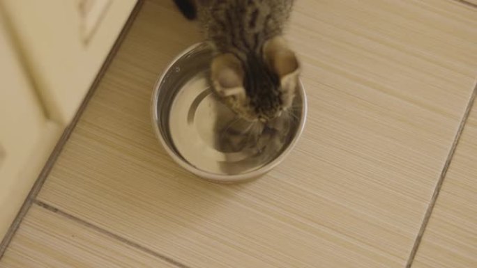 猫喝水。猫水合作用。