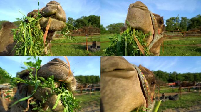 骆驼吃新鲜的草，su02