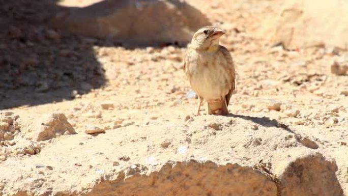 内盖夫沙漠中的岩麻雀