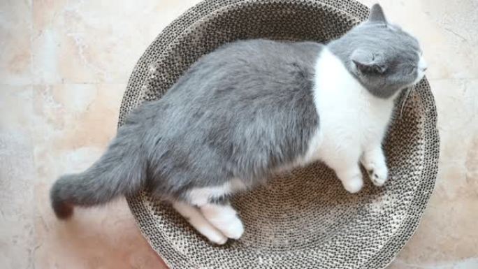 一只英国短毛猫躺在波纹猫抓痕上