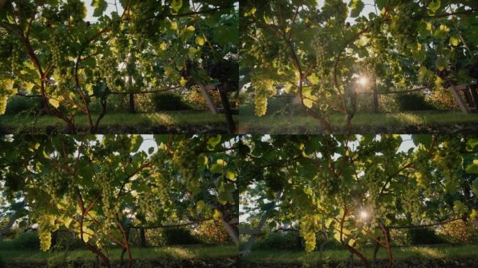 滑块镜头: 在夕阳的阳光下，葡萄园里有成熟的葡萄束