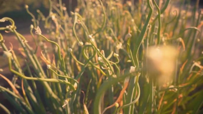 大葱在阳光明媚的日子在花园里生长。农场上的葱茎。农业和农业概念。平稳的摄像机运动