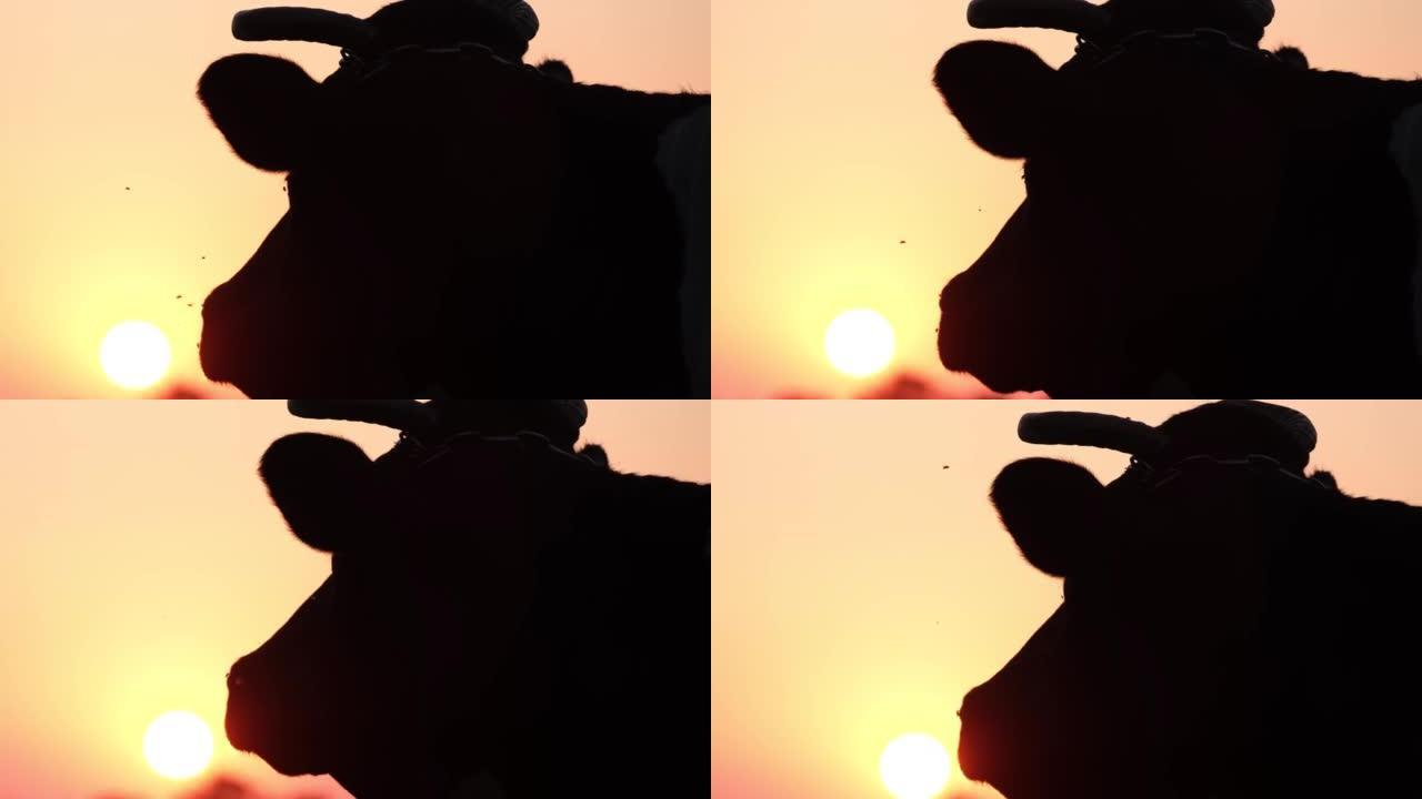 牛头的特写镜头，背景是丹毒的日落。农业综合企业的概念