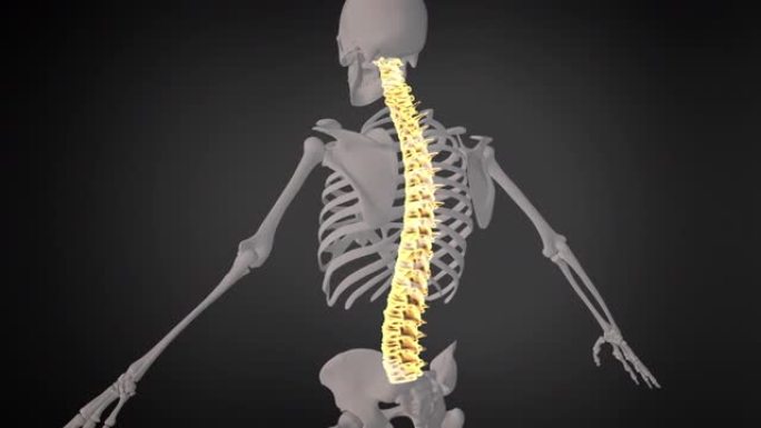 人体骨骼系统脊髓脊柱