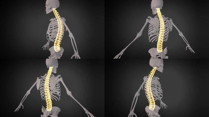 人体骨骼系统脊髓脊柱