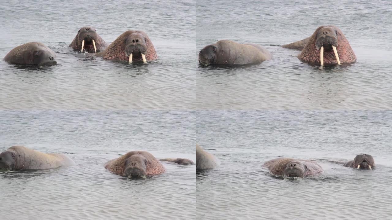 挪威水中的海象