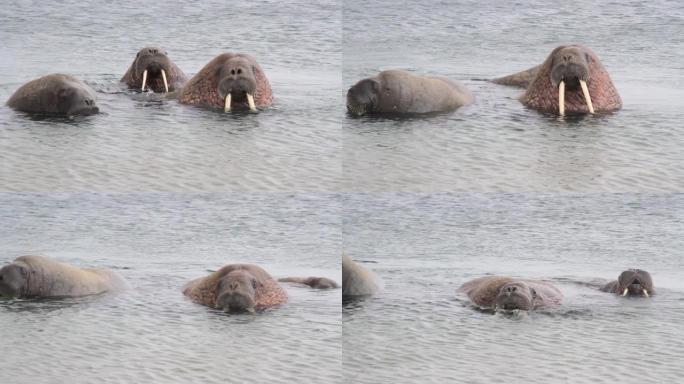 挪威水中的海象