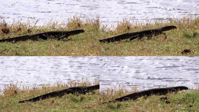 非洲水监测蜥蜴在河附近行走