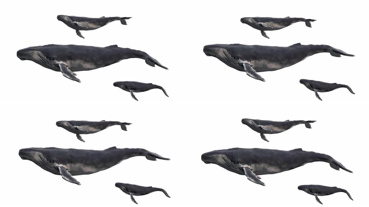 一群游泳的蓝鲸孤立在白色背景上。逼真的3d数字动画。