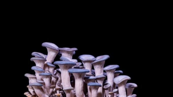 延时-黑色背景下生长的蘑菇
