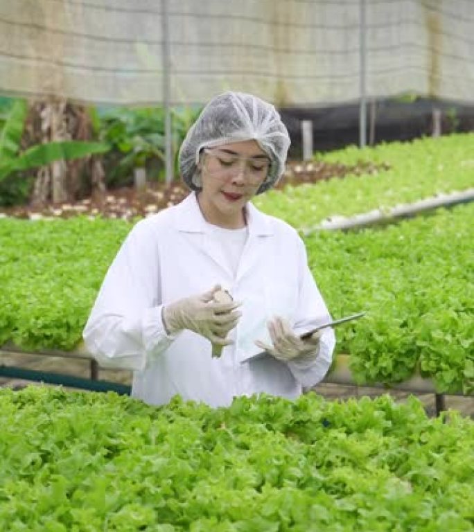 亚洲女性科学家使用设备和数字平板电脑在温室实验中检查水培植物中有机蔬菜实验的质量和数量结果。