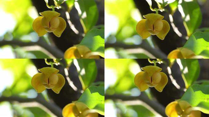 黄色的Rumdul花或白色的奶酪木在绿色的自然模糊背景上，柬埔寨王国或白色的奶酪木在美丽的树上绽放着
