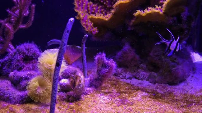 斑点花园鳗鱼