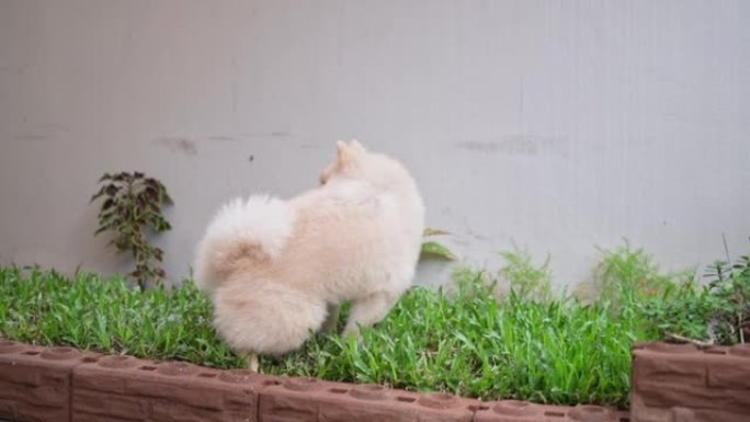 可爱的小博美犬在草场里养一只爪子，为宠物撒尿。狗在花园里为家里的宠物小便。狗小便。