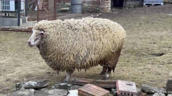 一只不剪的羊站在院子里。胖蓬松美利奴羊