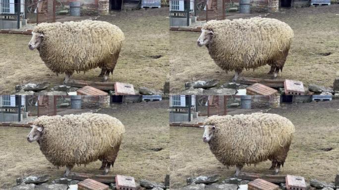 一只不剪的羊站在院子里。胖蓬松美利奴羊