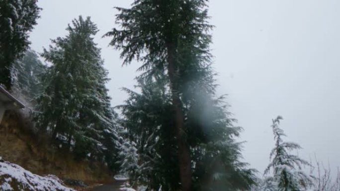 冬季，印度喜马al尔邦马纳利 (Manali) 的道路旁的松树前降雪的慢动作镜头。喜马偕尔地区冬季降