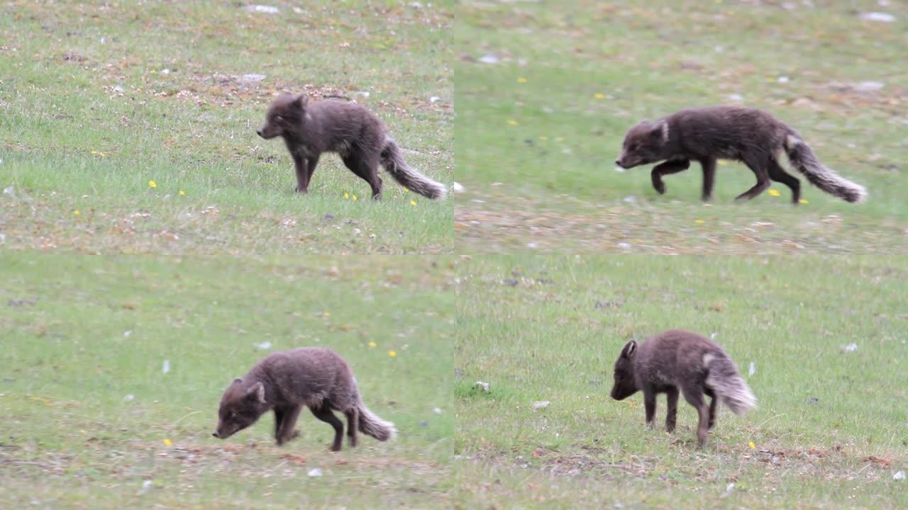 在草地上行走的黑北极狐