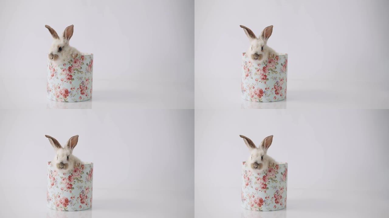 一只可爱的小兔子在礼品盒中的白色背景上摆姿势。复活节快乐。