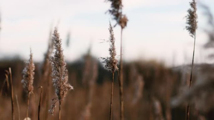 摘要天然背景的软质植物金叶蓼(Cortaderia selloana)、蒲苇(pampas)草在风中