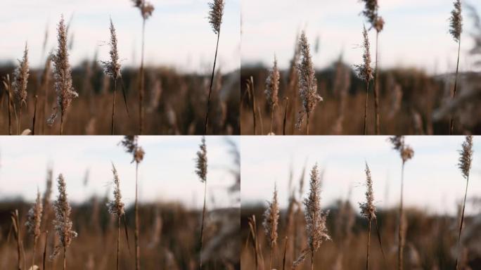 摘要天然背景的软质植物金叶蓼(Cortaderia selloana)、蒲苇(pampas)草在风中