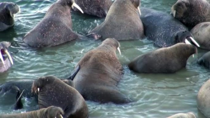 一群海象在斯瓦尔巴特群岛北冰洋海岸附近的水中放松。