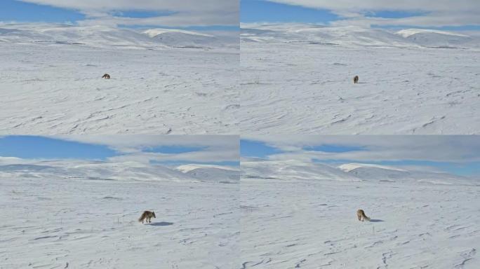 一只狐狸在雪地上爬行。