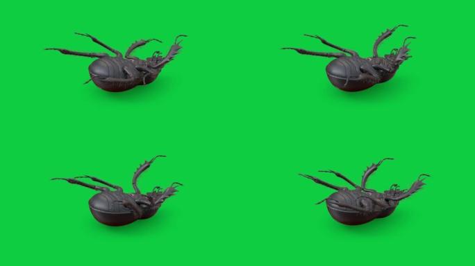绿屏背景上的粪甲虫循环动画股票视频