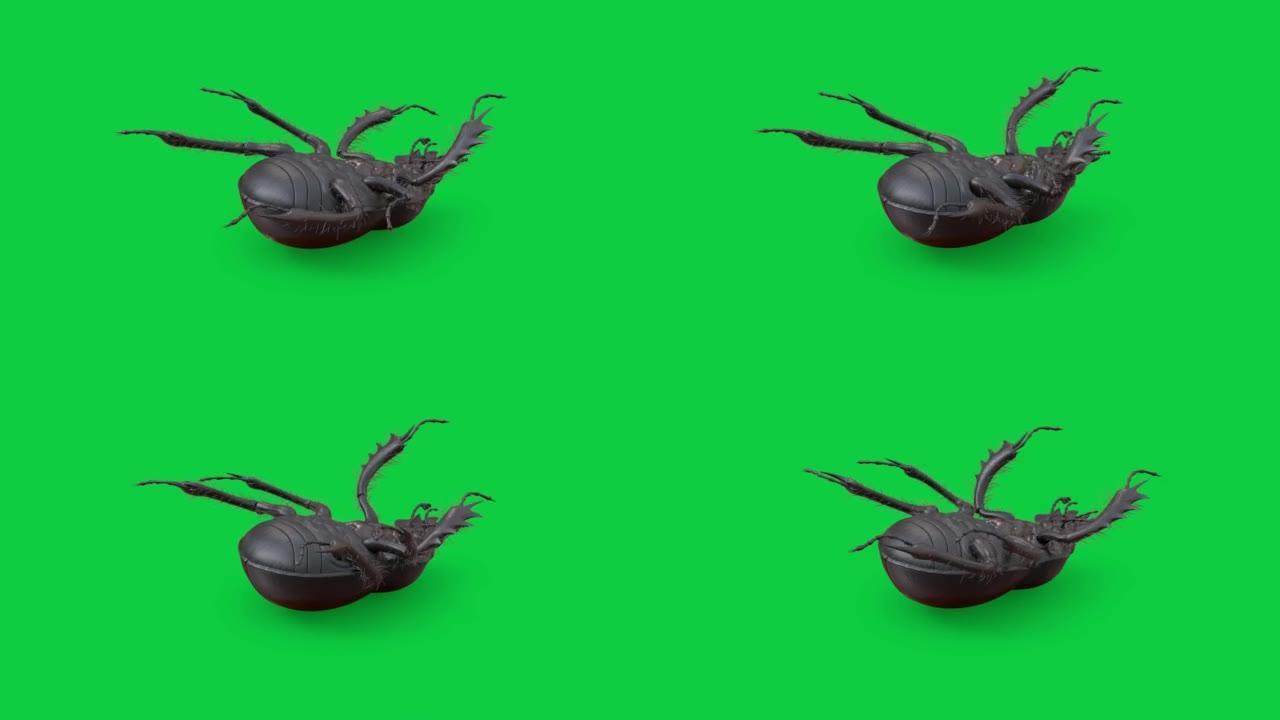 绿屏背景上的粪甲虫循环动画股票视频