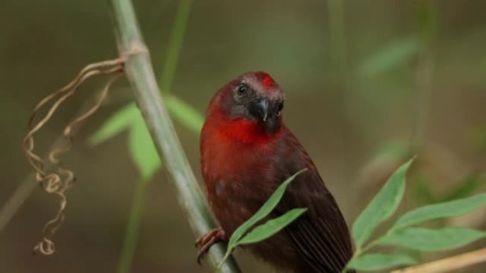 丹顶蚁-Tanager，巴拿马