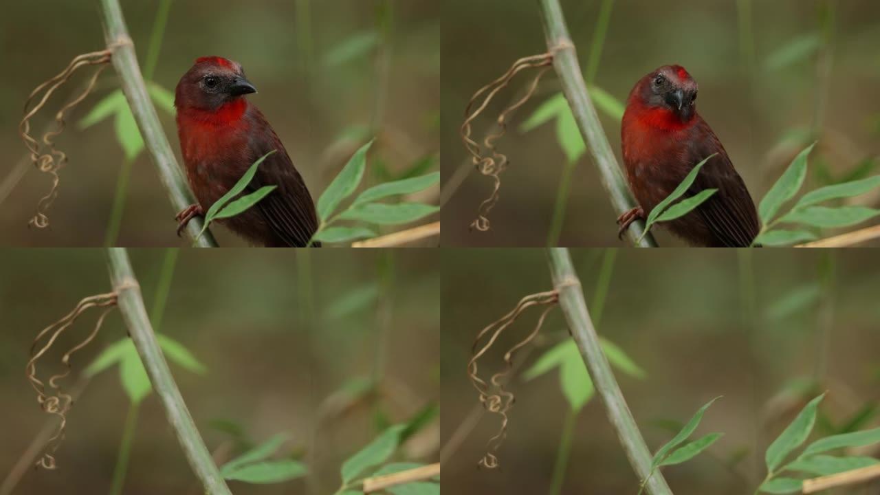 丹顶蚁-Tanager，巴拿马