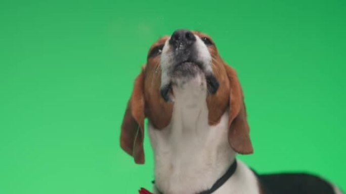 工作室里绅士小猎犬用蝴蝶结舔透明玻璃在绿色背景前走开的项目视频