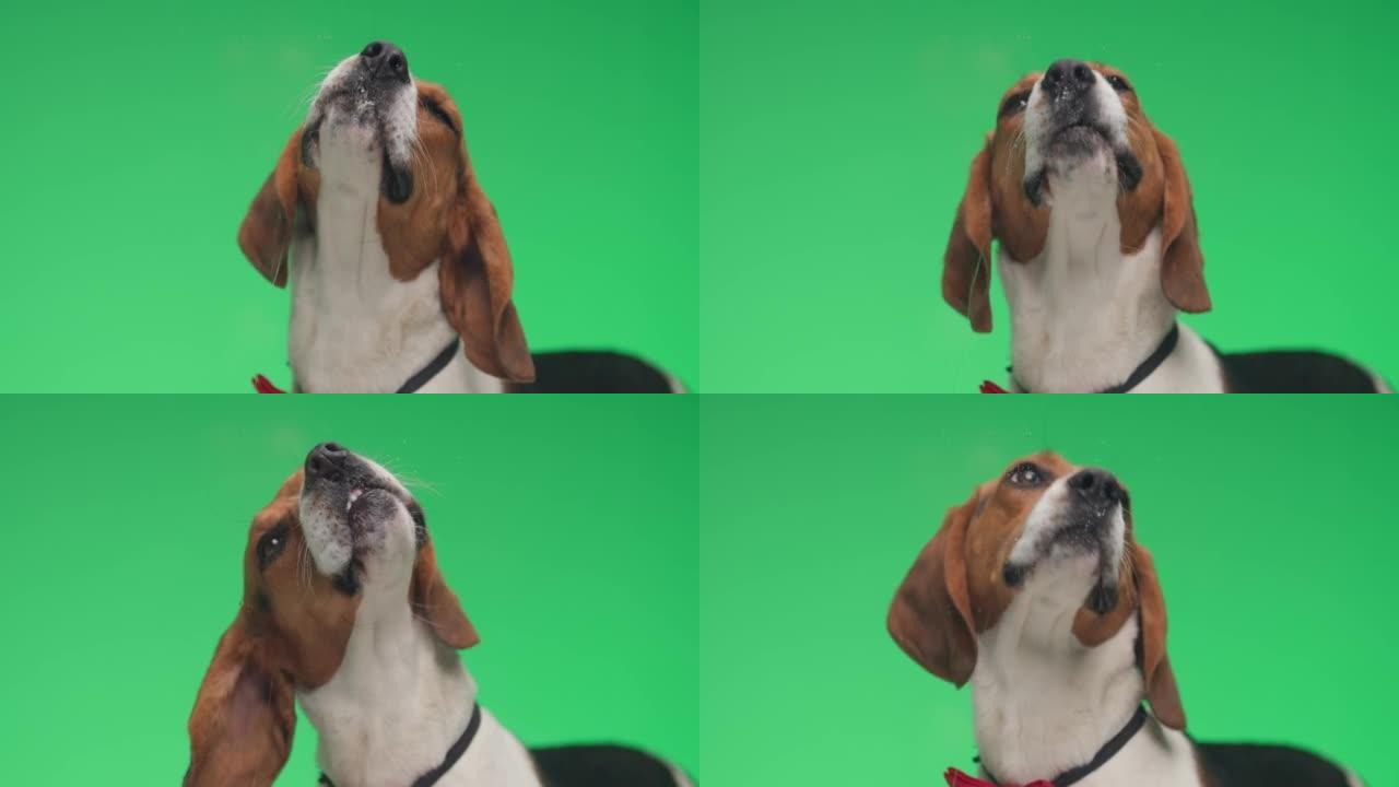 工作室里绅士小猎犬用蝴蝶结舔透明玻璃在绿色背景前走开的项目视频