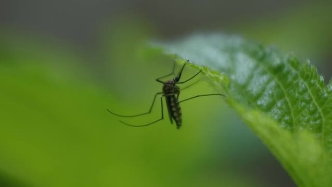 蚊子栖息在树叶上，蚊子将针头刺入树叶的视频，蚊子经常是传染病的携带者