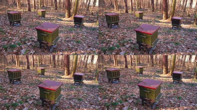 在森林中部署和设置的蜂房蜂蜜蜂箱房