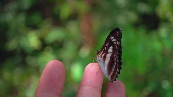 近镜头热带雨林蝴蝶在人类手上