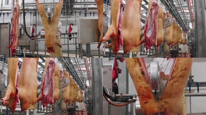 屠夫用现代锯，现代屠宰场将猪切成两半。工业肉类加工厂。生猪肉猪挂在钩子上。炉内火热处理后的工艺