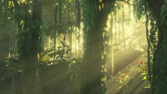 美丽的丛林花园中的晨光