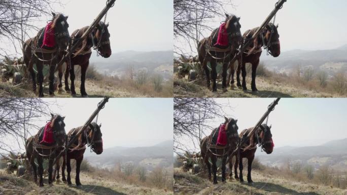 两匹马站在一座山顶上，被绑在一队身上。