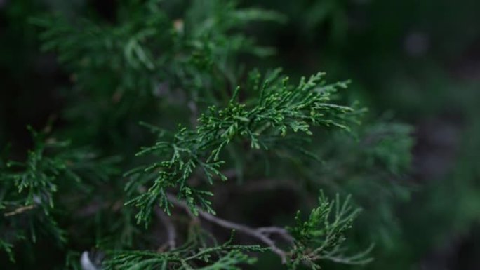 绿色崖枝摇曳风装饰针叶植物。常绿树叶