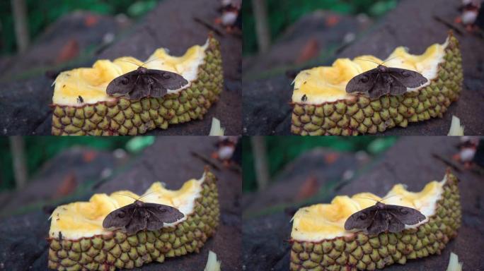 热带雨林蝴蝶在黄色菠萝蜜上的特写