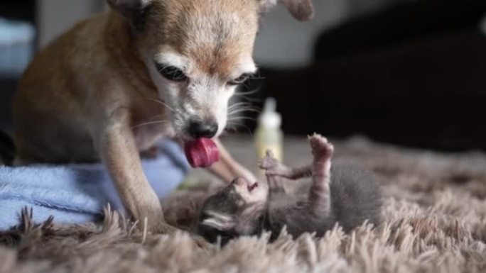 吉娃娃做母亲，舔一只新生的小猫
