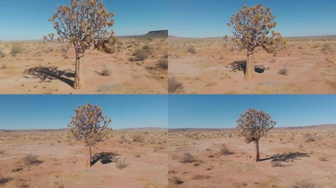 无人机在纳米比亚非洲沙漠的相思树周围盘旋。一棵树，背景是鸟类和蓝天。偏远沙漠中的泥土和沙子。冈瓦纳沙