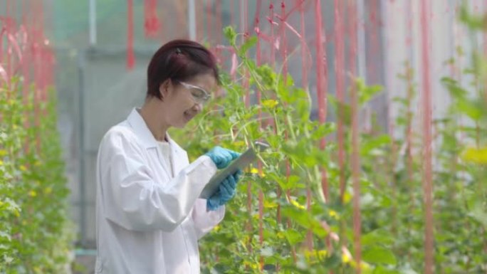 农业科学家正在检查温室中的甜瓜质量并分析其植物。
